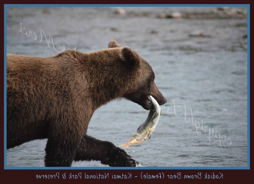 “我最后站在离科迪亚克灰熊6.5到7英尺的地方.米歇尔·吉尔.